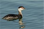 A Horned Grebe (Podiceps auritus) on the water