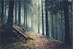 Trail in a dark pine forest on the slopes of the mountain. Carpathians, Ukraine, Europe. Beauty world. Vintage filter