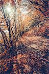 Majestic colorful forest with sunny beams. Bright autumn leaves. Carpathians, Ukraine, Europe. Beauty world