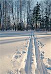 Snowy birch trees in the winter wood