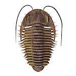 Trilobite ptychoparia animal lived in the Cambrian seas of Eurasia and North America.