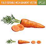 Carrot realistic isolated illustration on white background.