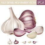 Garlic isolated realistic illustration on white background.