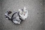 Grey tabby cat on a background of asphalt. Shallow depth of field. Selective focus.