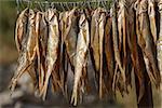 dried fish hanging on the clothesline on a sunny day, close-up