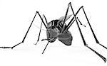 Black isolated mosquito. 3d rendering