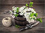 Spring bunch blooming branch tree flowers with green leaf and garden tool on old wooden board in rustic style