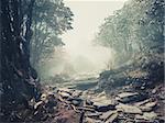 Trail through a mysterious dark forest in fog. Autumn morning in Himalaya, Nepal. Magical atmosphere. Fairytale