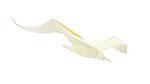 Sea gull of origami, isolated on white background.