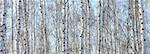 Beautiful landscape with white birches. Birch trees in bright sunshine. Birch grove in autumn. The trunks of birch trees with white bark. Birch trees trunks. Beautiful panorama.