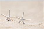 close-up of two starfish in the sand at the beach, vacation concept