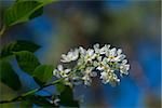 Bird cherry flower close-up against blue and green blur background.