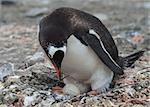 Gentoo Penguin on the nest with egg in Antarctica