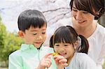 Japanese mother and kids with cherry blossoms in a city park