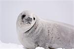 Crabeater seal (Lobodon carcinophaga) on the ice, Wilhelmina Bay, Antarctica