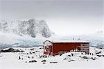 A Gentoo penguin colony (Pygoscelis papua) near Groussac Argentinian hut, Petermann Island, Antarctica