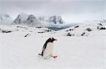 Gentoo penguin (Pygoscelis papua) in snowy landscape, Petermann Island, Antarctica