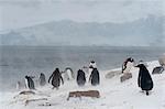 Gentoo penguins (Pygoscelis papua), Neko Harbour, Antarctica