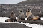 Three antarctic fur seals (Arctocephalus gazella), Deception Island, Antarctica