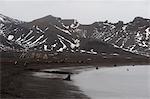 Antarctic fur seals (Arctocephalus gazella) along coast, Deception Island, Antarctica