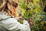 Woman cutting grapes from vine in vineyard