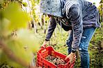 Young man lifting grape crate in vineyard