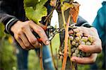 Close up of male hands cutting grapes from vine in vineyard