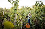 Woman cutting grapes from vine in vineyard