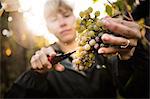 Close up of woman cutting grapes from vine in vineyard