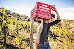 Young man carrying grape crate on shoulder in vineyard