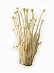 Fresh picked cultivated Enokitake, Enokidake or Enoki (Flammulina velutipes) commonly known as golden needle mushroom or lily mushroom, an edible mushroom