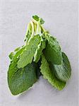 Fresh borage leaves on a grey background