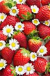 Strawberries and daisies