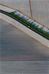 France, Charente-Maritime (17), Meschers-sur-Gironde, Gironde estuary, cantaloupe farming