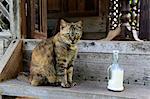 South-East Asia, Malaysia, Langkawi archipelago, cat and a milk bottle