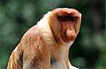 South-East Asia, Malaysia, Sabah, Borneo, Labuk Bay, Nature Reserve sheltering proboscis monkeys