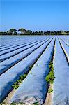 France, Southern France, Gard, Camargue, rice cultivation.