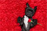 french bulldog dog lying in bed full of red rose flower petals as background  , in love on valentines day and sleeping