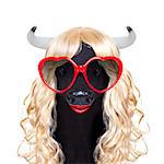 funny crazy silly calf cow or cattle wearing a blonde curly wig for mardi gras carnival or just for fun party, isolated on white background, with fancy heart sunglasses