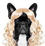 funny crazy silly french bulldog dog wearing a blonde curly wig for mardi gras carnival or just for fun party, isolated on white background