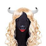 funny crazy silly calf cow or cattle wearing a blonde curly wig for mardi gras carnival or just for fun party, isolated on white background,