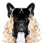 funny crazy silly french bulldog dog wearing a blonde curly wig for mardi gras carnival or just for fun party, isolated on white background, with cool black  sunglasses