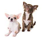 puppies chihuahua in front of white background