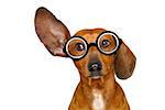 dachshund or  sausage dog listening with one ear very carefully , isolated on white background, with nerd glasses