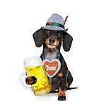 bavarian dachshund or sausage  dog with  gingerbread and  mug  isolated on white background , ready for the beer celebration festival in munich,