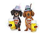 bavarian dachshund or sausage  dogs couple with  gingerbread and  mug  isolated on white background , ready for the beer celebration festival in munich,