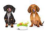 hungry dachshund sausage dog  with  healthy  vegan or vegetarian food bowl, isolated on white background