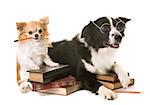 dogs in school in front of white background