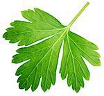 Single parsley herb (coriander) leaf isolated on white background with clipping path