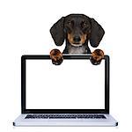 dachshund or sausage dog  behind a laptop pc computer screen, isolated on white background, searching or browsing the internet